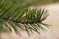 Pinus contorta Pendula IMG_9272 Sosna wydmowa